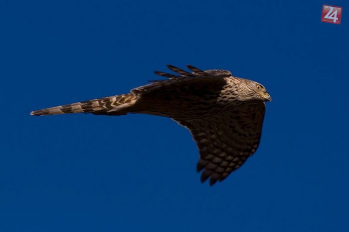 Ilustračný obrázok k článku Policajti zachraňovali jastraba veľkého: Dravec bol zamotaný v ostnatom drôte