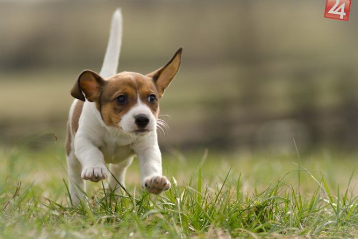 Ilustračný obrázok k článku Psíčkari, majte sa na pozore: Nebezpečný travič psov rozhadzuje otravy po Bratislave!