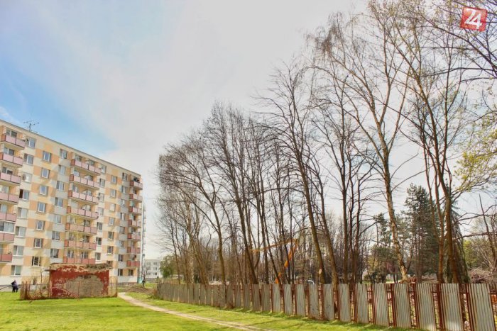 Ilustračný obrázok k článku Výsledok petičnej akcie: V Agrokomplexe padne takmer 40 topoľov