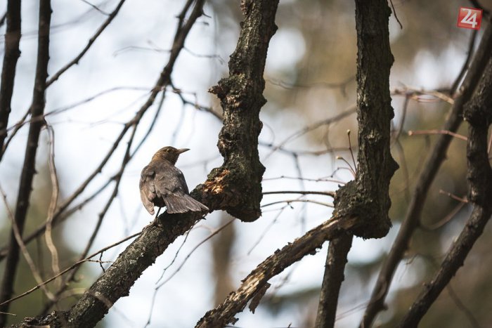 Ilustračný obrázok k článku Výrub stromov v Mestskom parku sa odkladá: Dôvodom sú hniezdiace vtáky