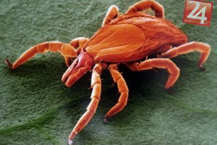 Ilustračný obrázok k článku Vonku si dajte poriadny pozor: V Rožňave môžete naraziť na infikované kliešte!