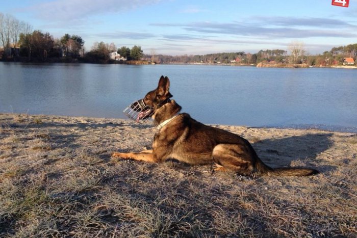 Ilustračný obrázok k článku ROZHOVOR s policajným psovodom o jeho štvornohom kolegovi: Felo je mojím najlepším priateľom