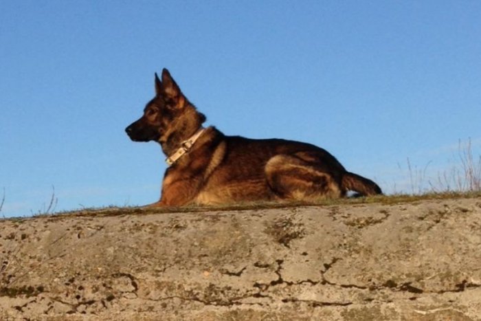 Ilustračný obrázok k článku Toto bol zlodej bez svedomia:  Trojmesačné šteňa ukradol priamo z koterca