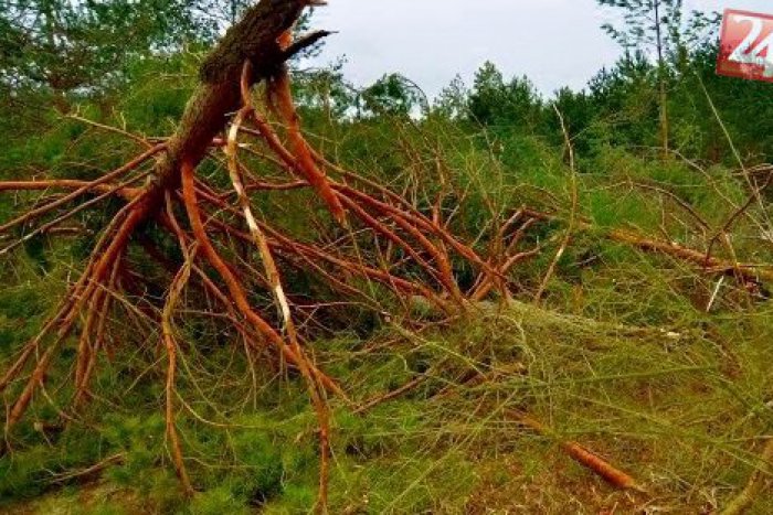 Ilustračný obrázok k článku Tragédia v lese: Muža (†47) zabil padajúci konár stromu!