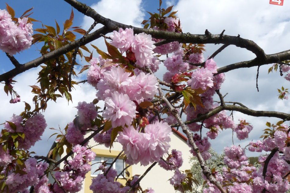 Ilustračný obrázok k článku Na Trojičke vybudujú Rozkvitnutú ulicu: PROGRAM (Pred)Májového bozku