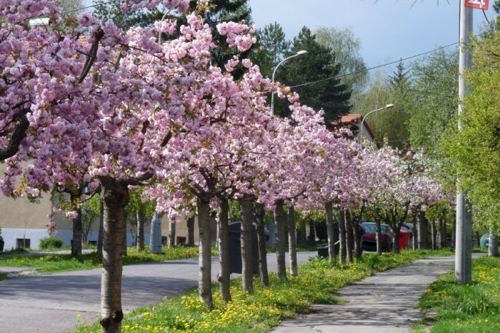 Ilustračný obrázok k článku Alejové stromy v Mikuláši: Tieto sídliská zakvitnú do červena