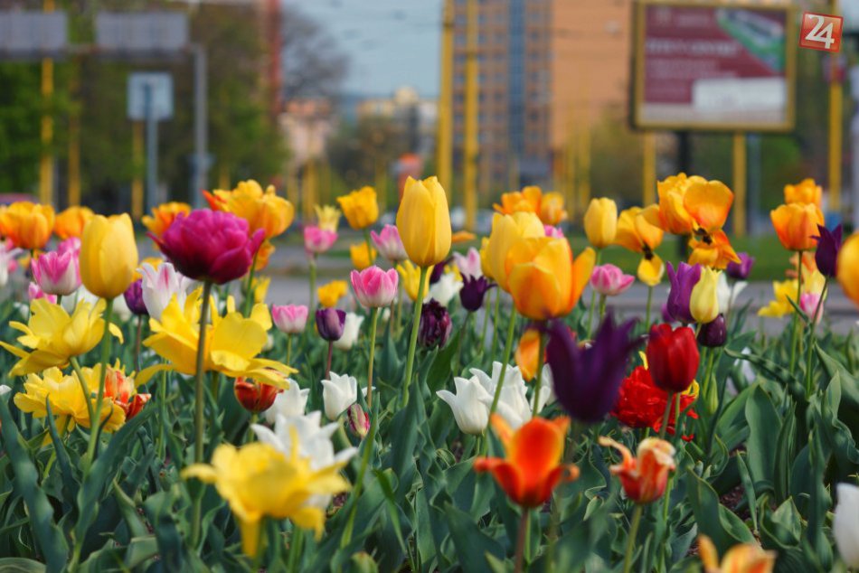 Ilustračný obrázok k článku Móda, kultúra, obľúbený trh aj vítanie jari. Toto všetko vás čaká v Bratislave už tento víkend