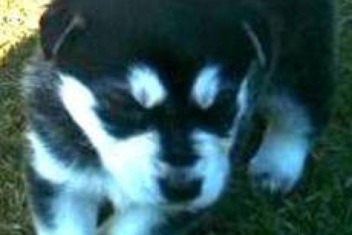 Ilustračný obrázok k článku Stratil sa malý kríženec: Jednoducho zmizol z dvora rodinného domu!