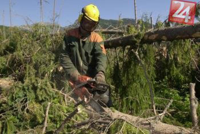 Ilustračný obrázok k článku Smrteľná hrôza v lese: Na mladého Krompašana (†29) padol strom!