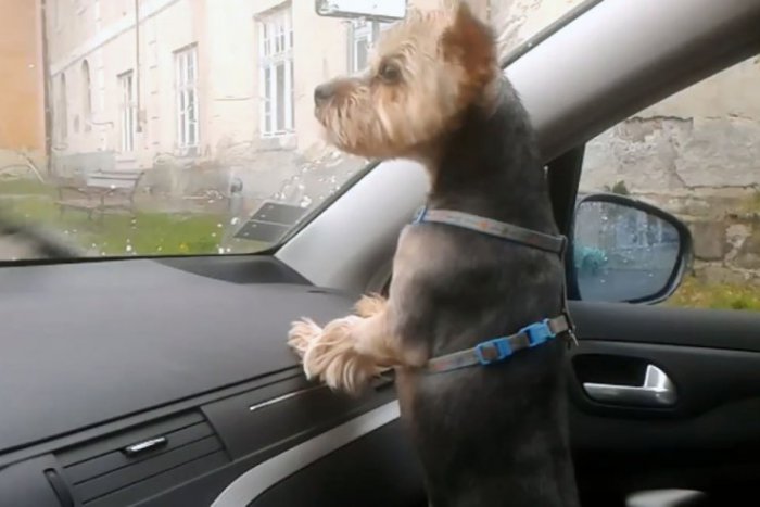 Ilustračný obrázok k článku Krupobitie v Kremnici: Takto sa bál ľadovca pes nášho redaktora VIDEO