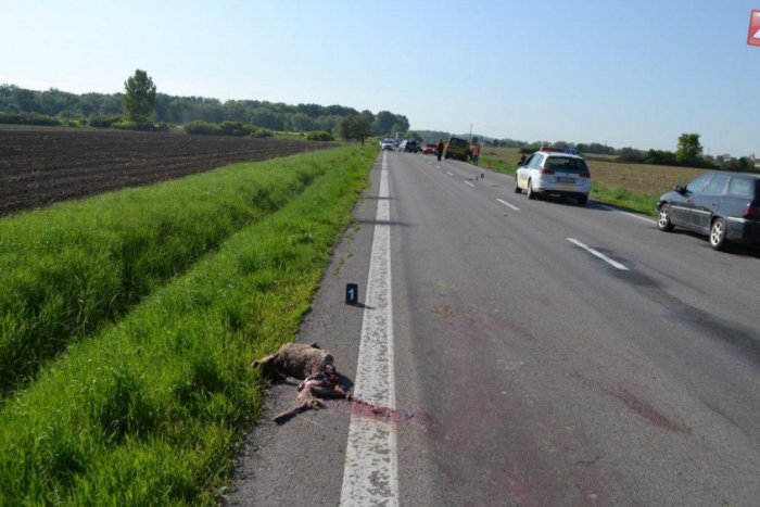 Ilustračný obrázok k článku Nehoda, na akú nezabudnú: Kuriózna búračka, na ktorej začiatku stála jediná srnka!