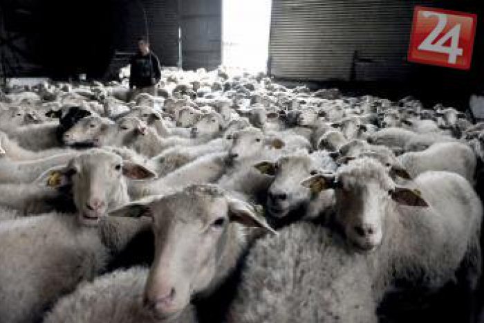 Ilustračný obrázok k článku Odvážny bača Štefan: Útok medveďa sa odohrával pred jeho očami, šelmu odohnal palicou!