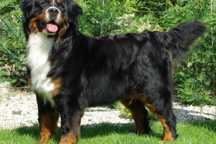 Ilustračný obrázok k článku Užitočné ukážky na Klokočine: Vyskúšajte výcvik a prevýchovu svojho psa