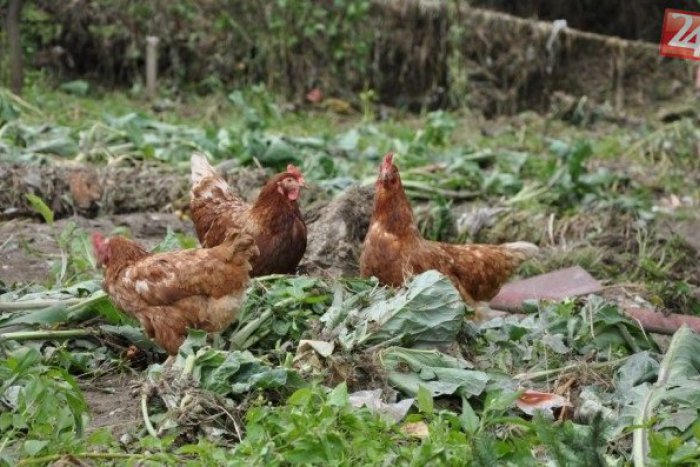 Ilustračný obrázok k článku Pri Prešove došlo ku kurióznej krádeži: Muž (26) sa ulakomil na domácu zver!