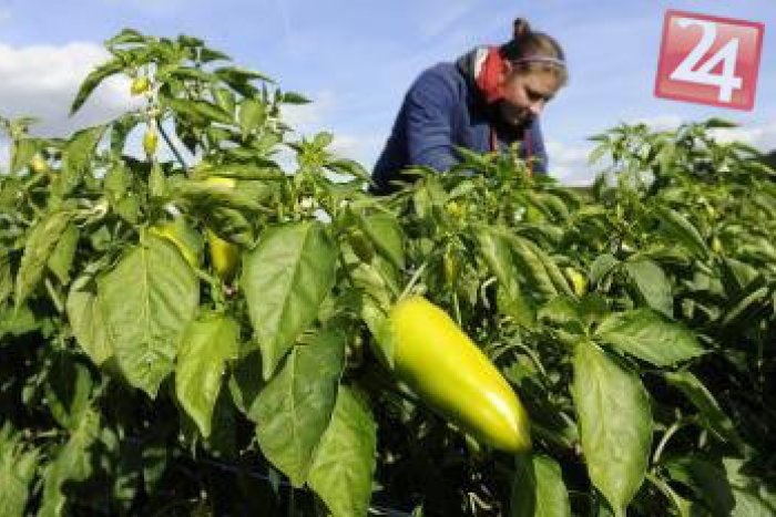 Ilustračný obrázok k článku Má jedinečnú chuť a vôňu: Združenie pestovateľov a Mäspoma Zvolen chcú Žitavskej paprike vrátiť zašlú slávu!