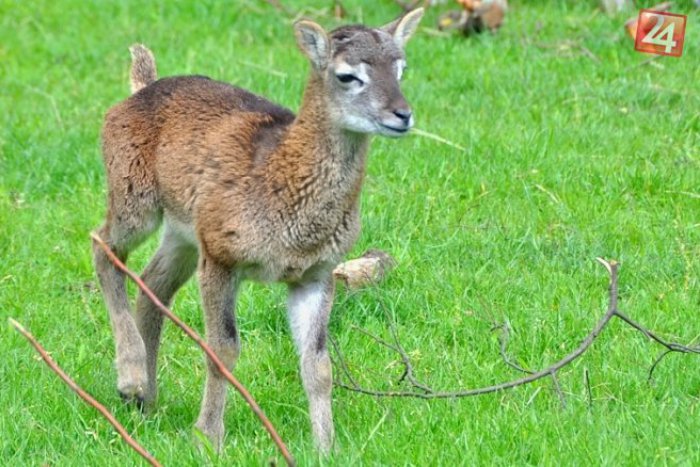 Ilustračný obrázok k článku Botanická záhrada SPU má nový prírastok: Tento drobček vyčaril úsmev na tvárach :)