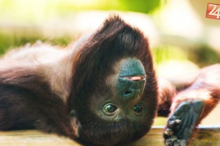 Ilustračný obrázok k článku Takéto vyčíňanie sa len tak nevidí: Páchateľ ukradol opicu a zdemoloval hotel