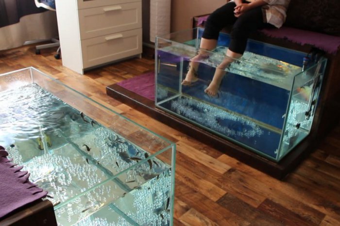 Ilustračný obrázok k článku Biopedikúra Garra Rufa konečne v Žiari: Pozrite VIDEO, ako to funguje!