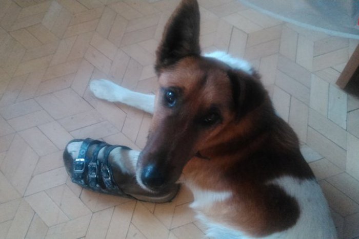 Ilustračný obrázok k článku Dlhý ňufák a zvesené uško: Zúfalí majitelia nevedia nájsť svojho psíka :(