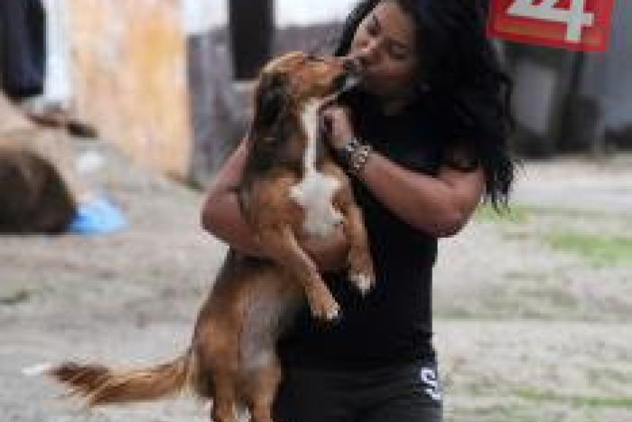 Ilustračný obrázok k článku Kontroverzná lokalita Pod Kortínou: Miesto, kde chov psov naozaj púta pozornosť!