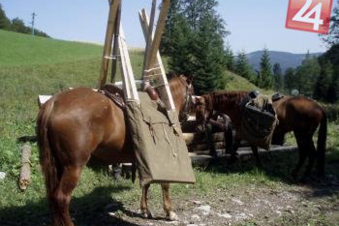 Ilustračný obrázok k článku Podpora tradičného hospodárenia: Prírodu Muránskej planiny má pomôcť zachovať aj chov huculských koní