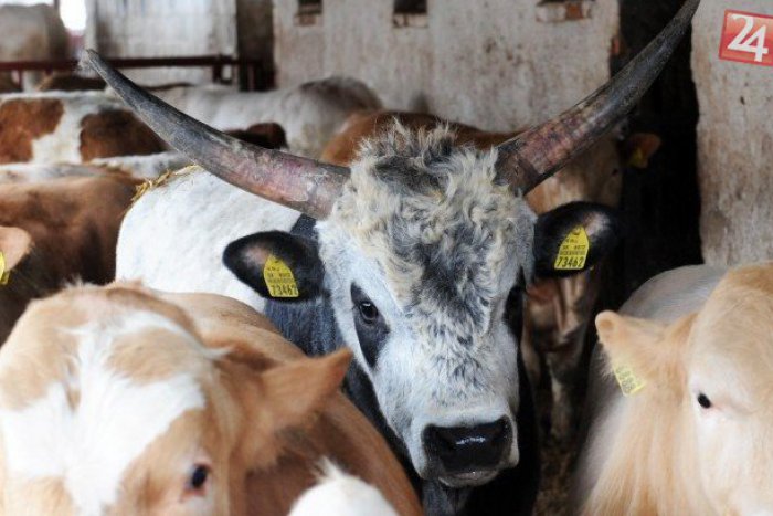 Ilustračný obrázok k článku SVET O SLOVENSKU: Na zásah proti býkovi nasadili vrtuľník i policajtov