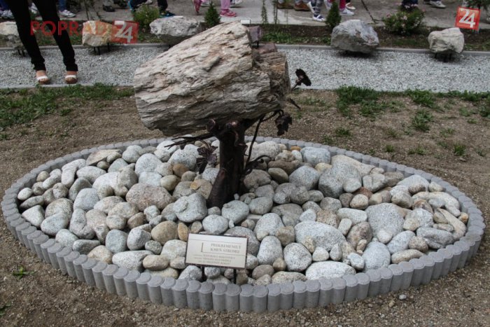 Ilustračný obrázok k článku Kmeň stromu vo Svite rozhodne stojí za pozornosť: Má neuveriteľných 22 miliónov rokov!