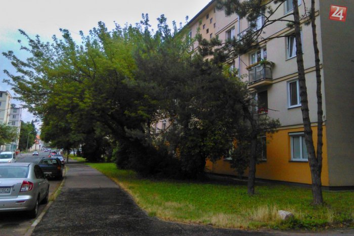 Ilustračný obrázok k článku Radnica zmapovala viac ako 2500 drevín: Stromy pred VÚB budú nahradené!