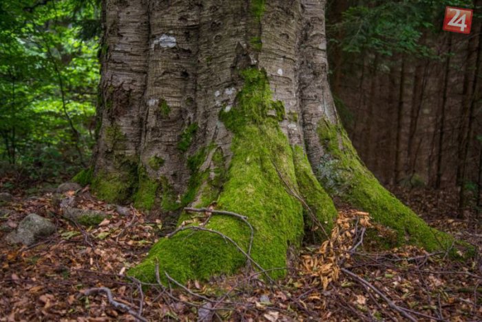 Ilustračný obrázok k článku Tento buk z nášho regiónu bojuje o titul Strom roka: Dostal sa už do finále!