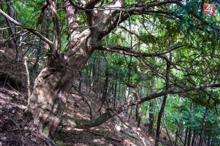 Ilustračný obrázok k článku Bystrický tis bojuje o titul Strom roka: Dostal sa už do finále!