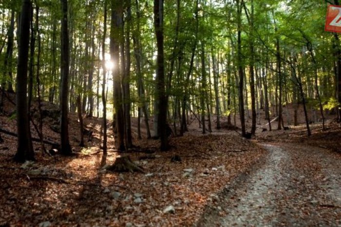 Ilustračný obrázok k článku Tragédia v lese: Muž (†52) utrpel strelné poranenie, na mieste bol mŕtvy!