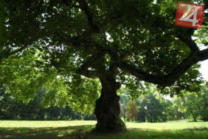 Ilustračný obrázok k článku Vo finále je ružinovský platan javorolistý: O Strom roka zabojuje jediný bratislavský kandidát!