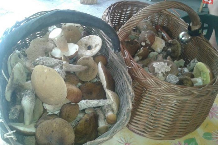 Ilustračný obrázok k článku TOMUTO sa povie hubársky úlovok: Karol (39) z Trnavej Hory sa musel viackrát otočiť, všetko z hory neodniesol!