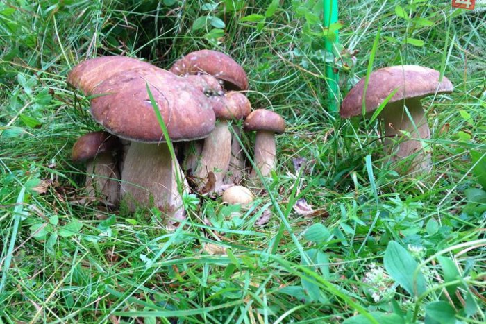 Ilustračný obrázok k článku Krásny hubársky úlovok: Neuveríte, koľko dubákov našiel Rudolf (26) na jednom mieste