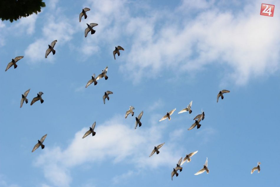 Ilustračný obrázok k článku Výzvu za mier podpísalo za prvé dva dni 2000 ľudí