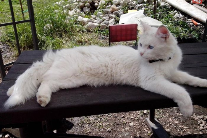 Ilustračný obrázok k článku Nešťastní majitelia prosia všetkých o pomoc: V Poprade sa stratil roztomilý kocúrik