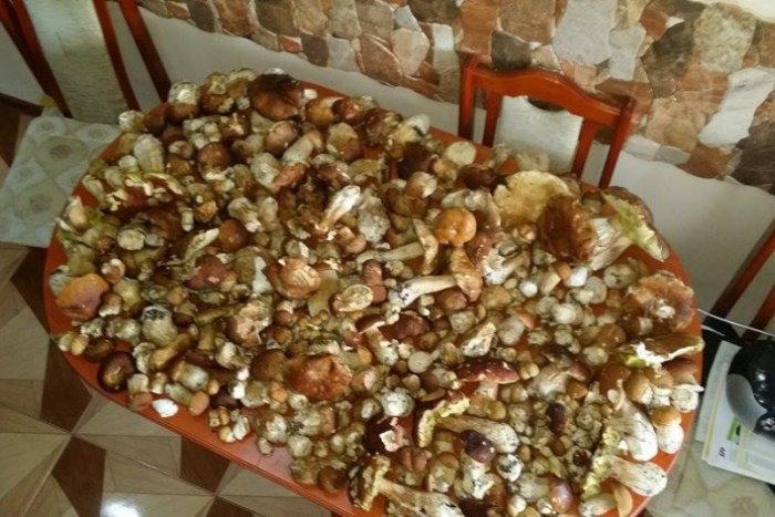 Ilustračný obrázok k článku Hubársky úlovok v kraji: Róbert (21) vyrazil o štvrtej ráno, čakala ho krásna odmena!