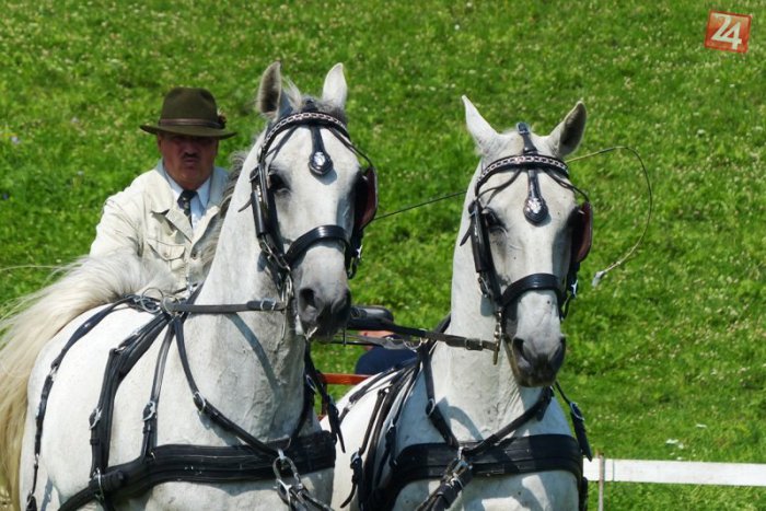 Ilustračný obrázok k článku Ako za čias našich pradedov: Vo Veľkej Lomnici si zmerali sily konské záprahy