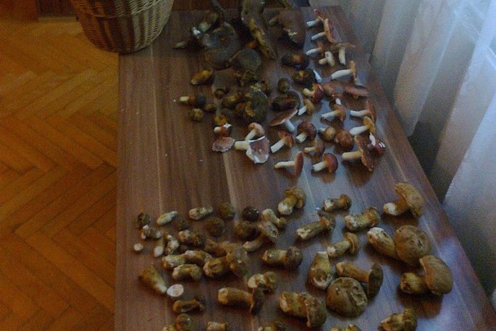 Ilustračný obrázok k článku František išiel z lesa s poriadnym hubárskym úlovkom: Dlho sa však neradoval, pozrite prečo FOTO