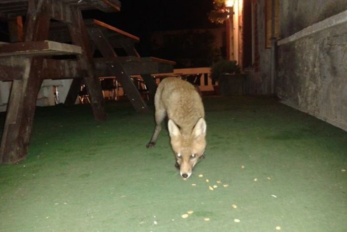Ilustračný obrázok k článku Kuriozita v Kremnici: Zatúlaná líška pózovala v krčme, ľudia ju kŕmili arašidmi