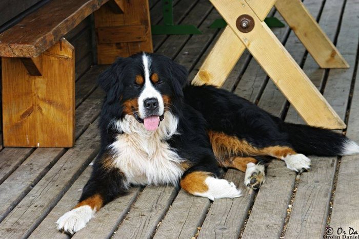 Ilustračný obrázok k článku Rodine sa stratil jej miláčik: Felix odišiel s iným psom smerom na Poprad, za nájdenie odmena