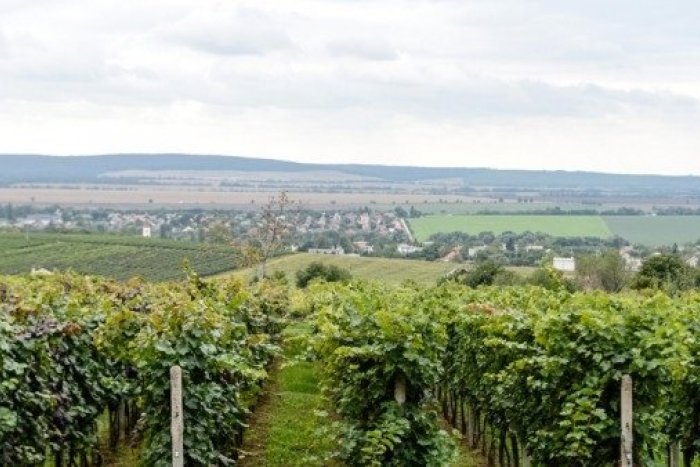 Ilustračný obrázok k článku Malokarpatské vinice budú na dosah: Kedy budú mať návštevníci možnosť ochutnať hrozno, burčiak i víno?