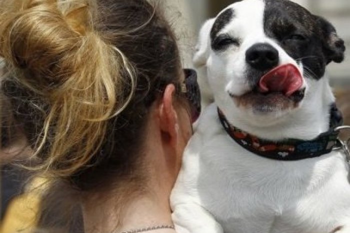 Ilustračný obrázok k článku Milovníci a chovatelia psov na jednom mieste: Agrokomplex hostil medzinárodnú výstavu