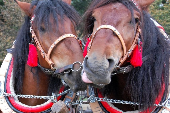 Ilustračný obrázok k článku Kone ohrozuje nebezpečný vírus: Furmanské preteky v Golianove odložili