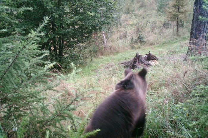 Ilustračný obrázok k článku Unikátne zábery: Radnica proti krádežiam osadila fotopascu, namiesto zlodejov zachytila medveďa!