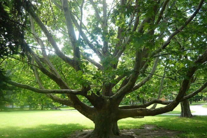 Ilustračný obrázok k článku Strom roka 2014: Vo finále je jediný Bratislavčan. Hlasujte za platan z Ružinova