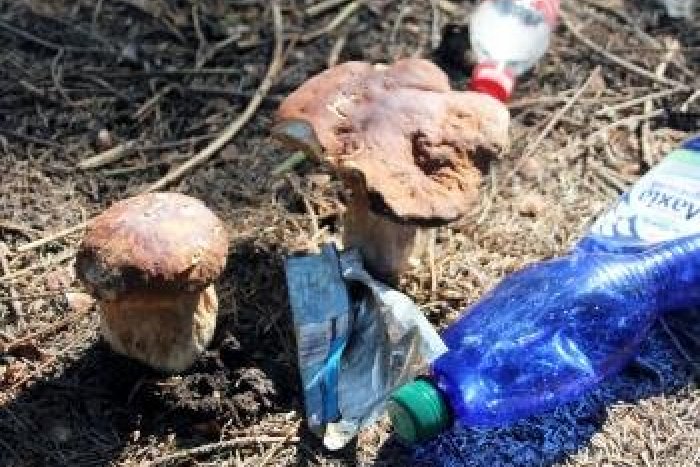 Ilustračný obrázok k článku Ostrieľaný hubár z Prievidze neskrýva rozhorčenie: Desivý opis, čo sa deje v našich lesoch!