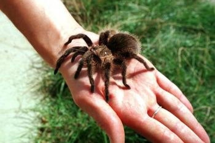 Ilustračný obrázok k článku Ďalší netradičný zásah mestskej polície: Na stene paneláka sa nachádzal exotický pavúk!