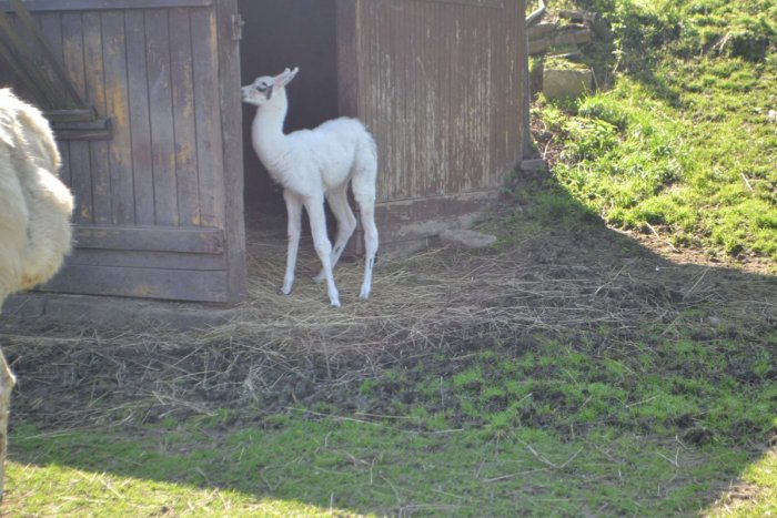 Ilustračný obrázok k článku V zoo v Spišskej zavládla veľká radosť: Na svet prišla lama, akú ešte nemali!