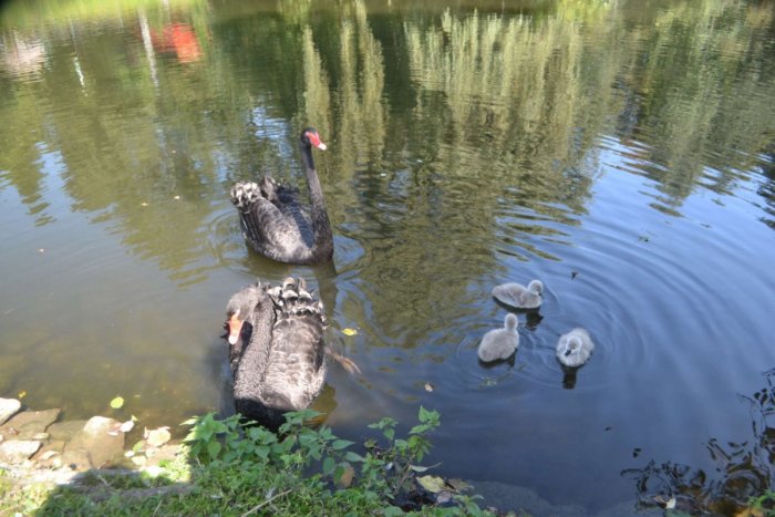 Ilustračný obrázok k článku Zoo v Spišskej sa môže pochváliť ďalšími prírastkami: Pozrite si ich na FOTKÁCH